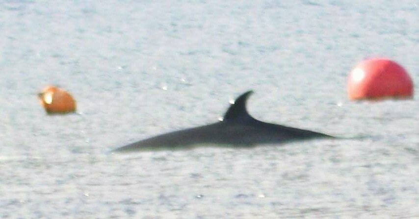 Another reason to visit @NACLochgoilhead  Amazing activities and some Awsome visitors to the Loch.