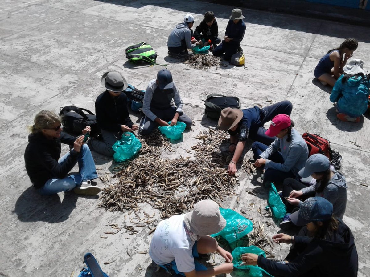 CampEcuador's tweet photo. #TeamGrade6th at #CampKuriKucho harvesting chochos as part of #projectwork , these means a lot to the local community, enjoy this incredible experience!ππ#DoSomethingAmazing #CampsEffect @CampsInt @acotopaxi https://t.co/Gcsvclgnfg
