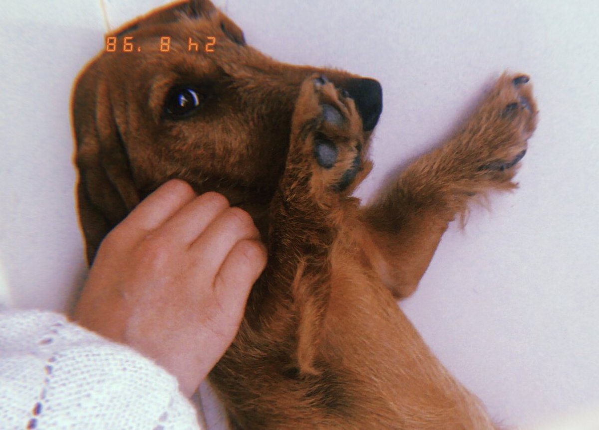 OttenEstee's tweet photo. my lil doggo appreciation post ❣️ https://t.co/Fd471yB0vG