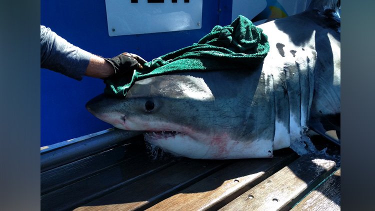 Research group tags its first Atlantic white shark in Canadian waters. READ MORE: ow.ly/cYK030lX6eq https://t.co/5WJIsi4NuO