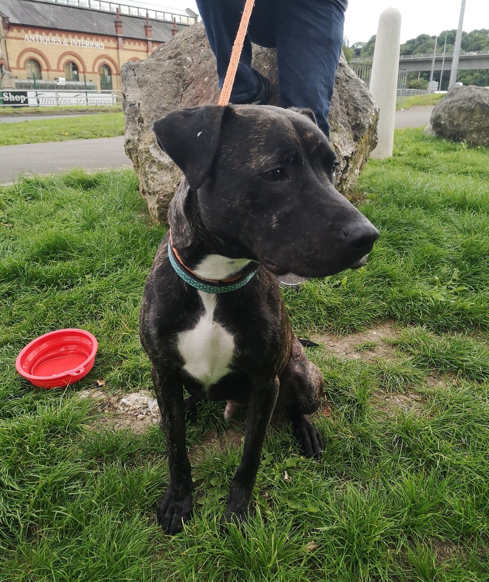 Roland is a smashing young chap in rescue @CardiffDogs and he's on the lookout for love this #k9hour plz help? All info and enquiries at friendsofthedogs.org.uk #AdoptDontShop #TeamZay