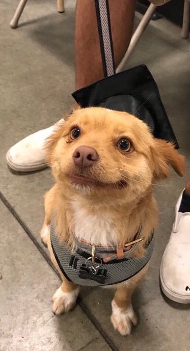 euphoricdanvers's tweet photo. Nicole Haught as puppies; a thread, https://t.co/YyGiHoK2d0