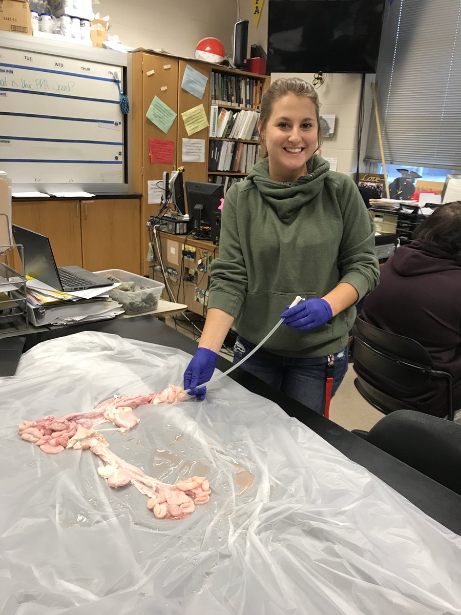 StreatFFA's tweet photo. Today, AgSci &amp; Vet Science Students artificially inseminated pig reproductive tracts to prepare for the Think OINK Project! #animalrepro #pig #AI #learningtodo #doingtolearn #oink #SHSuccess #streatordawgs #partID #reprotracts https://t.co/HGQ3HkfJI8