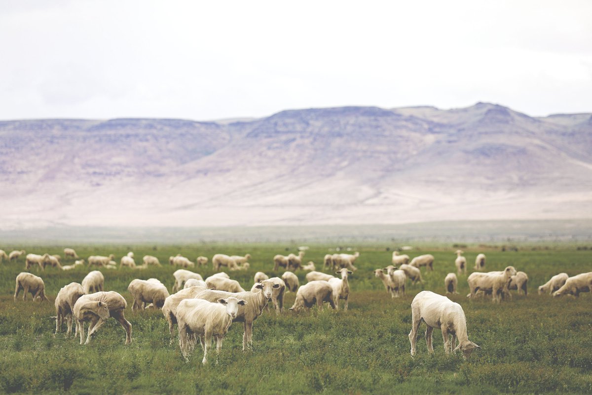 Are you familiar with ‘carbon farming?’ It’s one tactic going on in <a href="/thenorthface/">The North Face</a>’s #supplychain that both offers a boost to regenerative agriculture and helps make wool apparel more sustainable: ow.ly/lGb330lVfd3 by <a href="/philcov/">Philip Parker</a>