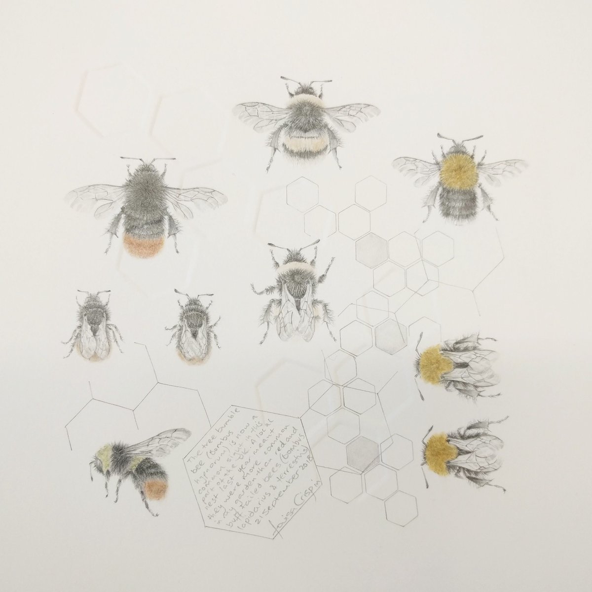 Latest #beestudy at the framers ready for <a href="/KentPaintersGp/">Kent Painters Group</a> at the end of October
.
#drawing #bees #bumblebee #worksonpaper #embossing