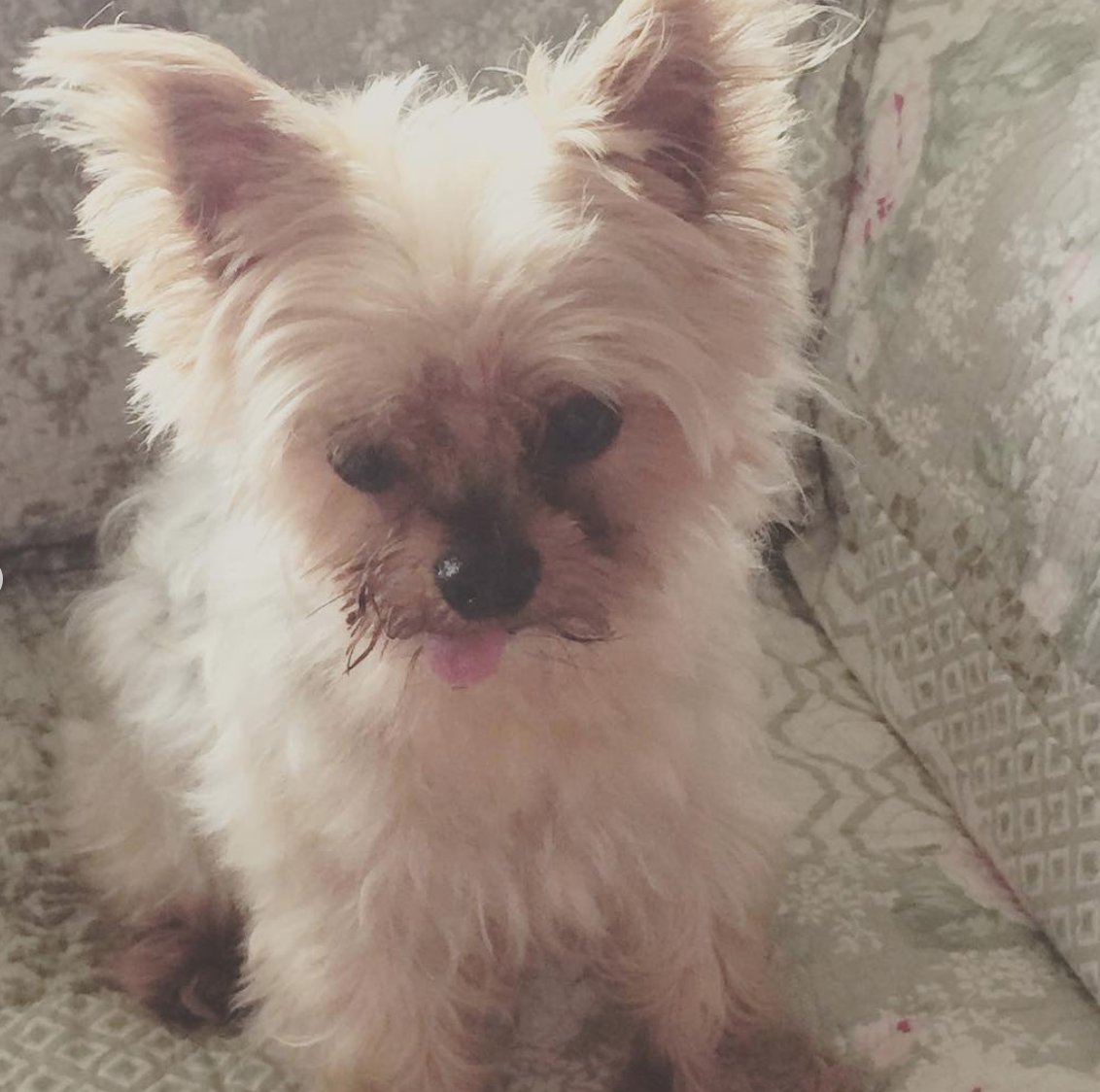 ༄#ooc: Getting distracted by this pupperoni pizza of mine. 😚💗