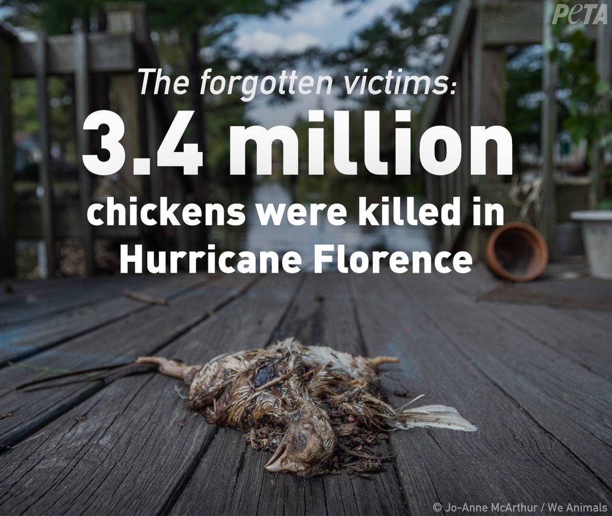 peta's tweet photo. Don’t forget them 💔 The devastation caused by #HurricaneFlorence left millions of animals dead, most of whom were being raised for their flesh. If this disturbs you, choose not to contribute to the deaths of BILLIONS of chickens who will be killed in the US every year. #GoVegan https://t.co/QNicpR1bt5