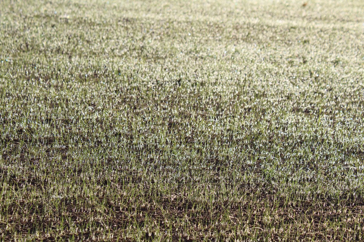 tillersturf's tweet image. Our new sowings of 007 Creeping Bent 
Our developing stocks of Creeping Bent @wearegerminal