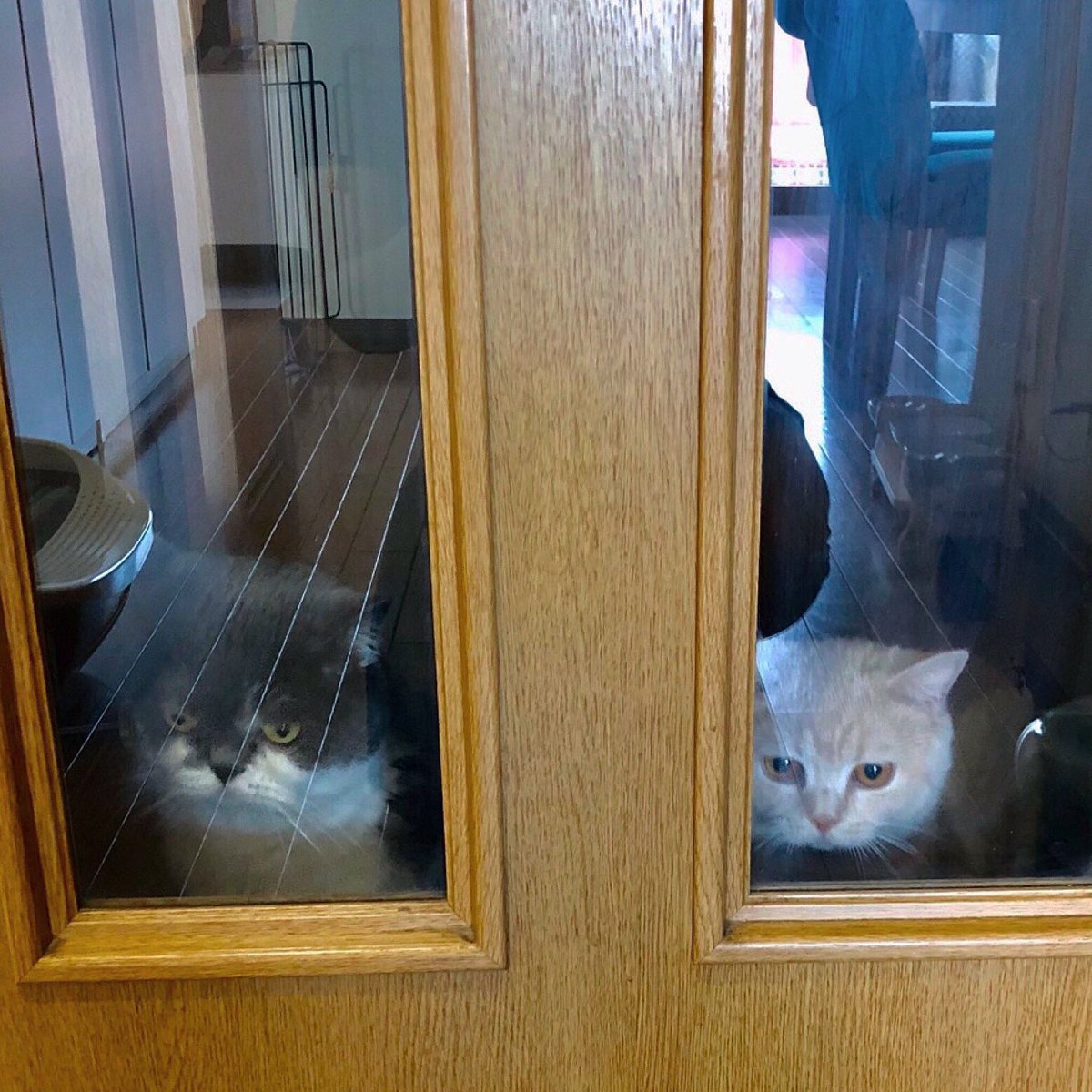 見えない誰か と遊んでるようにしか見えない子猫ちゃんの動画が怖かわ 猫好きな霊かな 妖精さんかも Togetter 見えない誰か と遊んでるようにしか見えない子猫ちゃんの動画が怖かわ 猫好きな霊かな 妖精さんかも Togetter