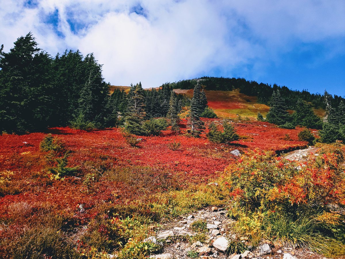 Min_Reyes's tweet photo. #chilliwack #mountcheam #cheampeaktrail #mountcheamtrail #hike #hiking #hikebc #vancouvertrails #outdoorvancouver #hikingculture #hikingadventures https://t.co/oZKQoCGBox