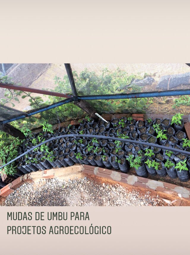 ecolume1's tweet photo. Germinado 71 mudas para ser usada em projetos agroecológicos. Mudas de Umbu, popularmente conhecida como umbuzeiro, originária do semiárido nordestino. Considerada “árvore sagrada do sertão”🌳🍃#ecolume #árvore #fruta #nature #natureza #tree #agrofloresta #agroecológico https://t.co/aoXOLmtOUU
