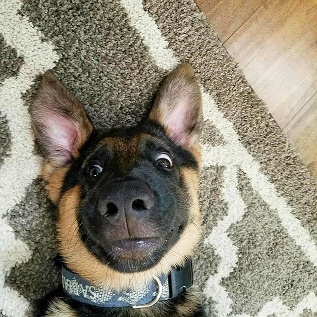 paw5us's tweet photo. When the thought that it’s only Monday hits you out of nowhere...! 😱😔👎
•
•
•
📸 by @sabianthegsd https://t.co/NmITb4vsRN https://t.co/DdlOwRUBGY