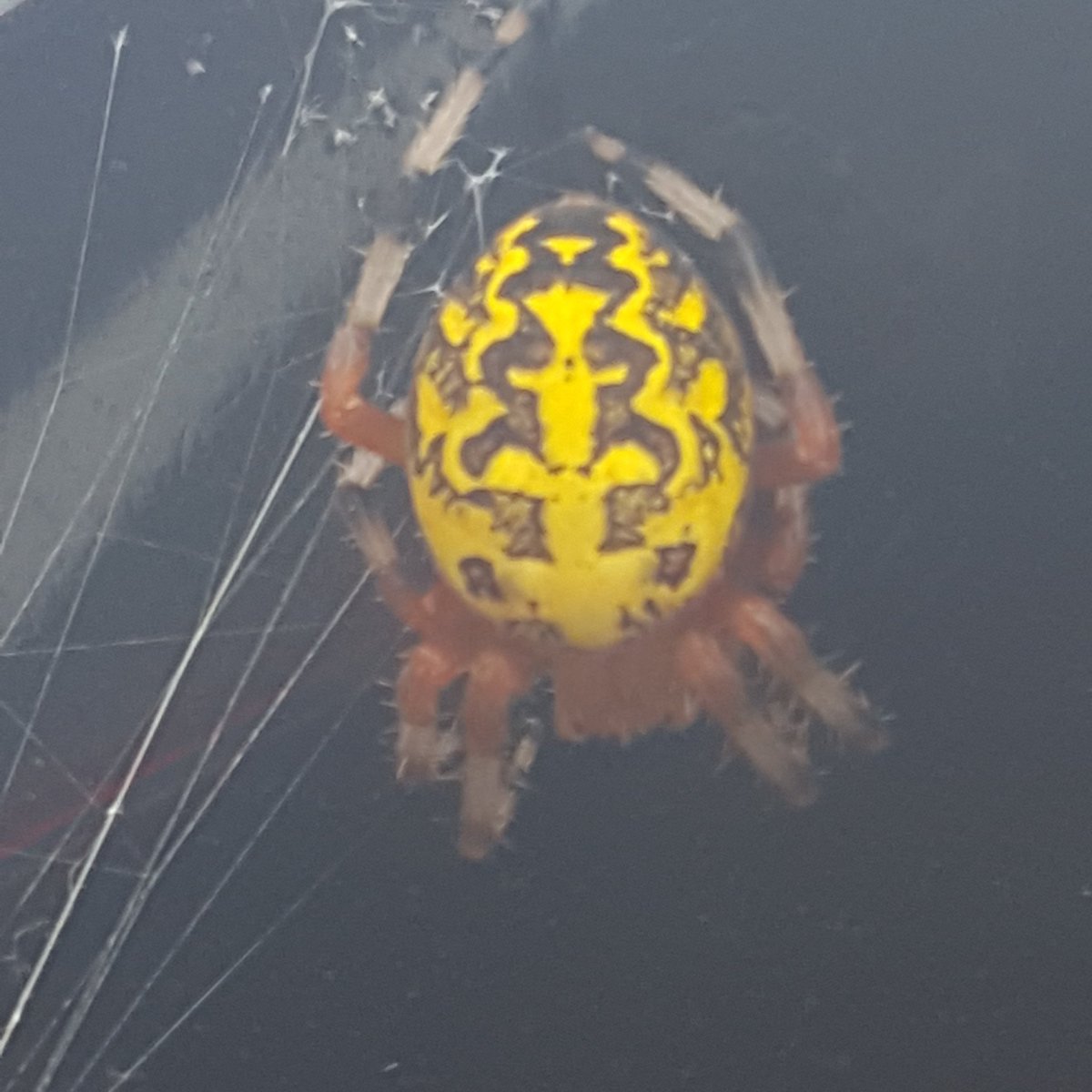 I wouldn't believe this spider existed, but the bastard is living on the back of my car.