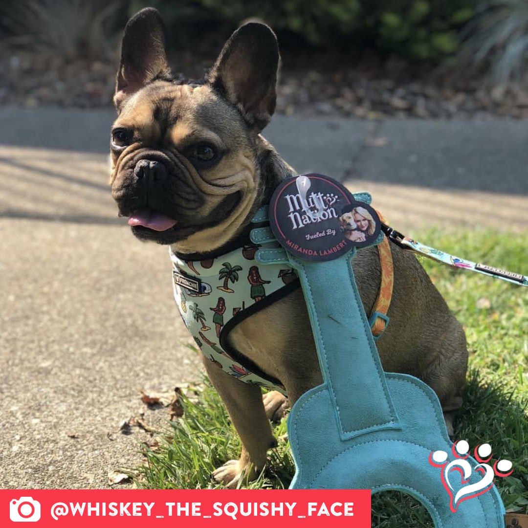 MuttNation's tweet photo. Whiskey and guitars will always go well together. #muttspotlight
Save a mutt. Shop MuttNation.
https://t.co/TgL0wD8AaR https://t.co/bmVNzKnIfm