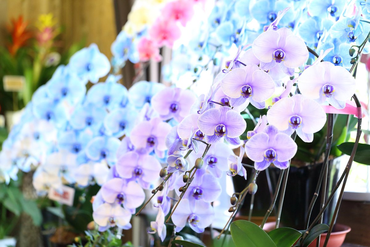フラワーショップ花夢 青い胡蝶蘭 紫の胡蝶蘭 ブルーエレガンス パープルエレガンス 胡蝶蘭 開店祝い 就任祝い 即日発送も可能 珍しい胡蝶蘭をお届けしたい方は是非ご相談くださいませ T Co Axsnqxwoxv