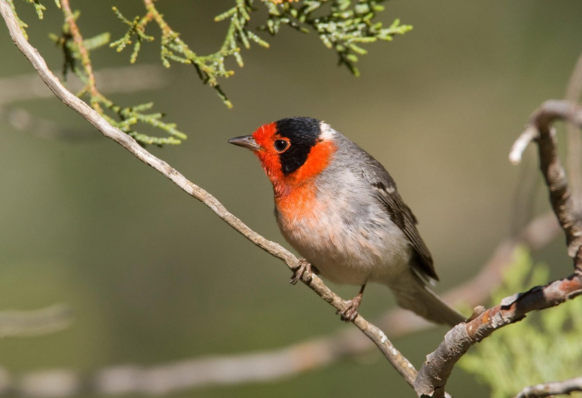 Unlike many warblers, the female Red-faced Warblers are brightly colored, much like the males