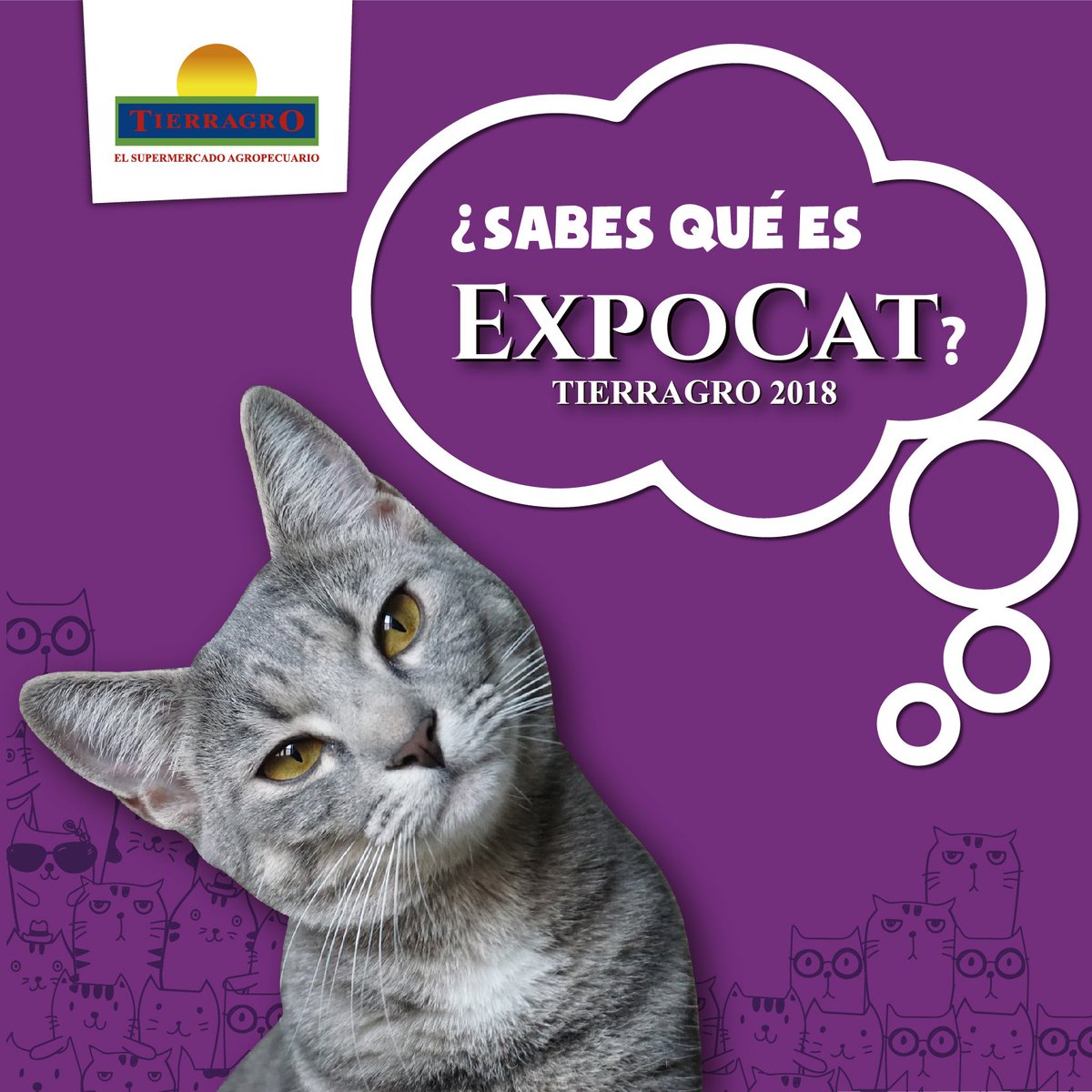 Tierragro V Twitter Expocat Es La Reunion De Gatos Mas Grande De Colombia Este Encuentro Que Se Realiza En Tierragro Cuenta Con La Exhibicion De Gatos De Diferentes Razas Y Una Variedad