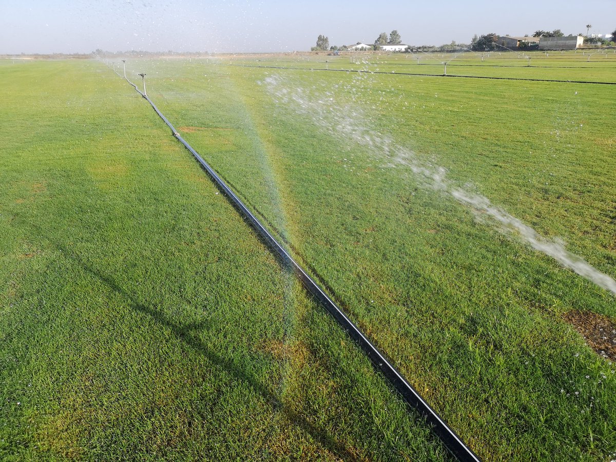 Quieres césped en Tepes? Cuánto necesitas? Lo tenemos.