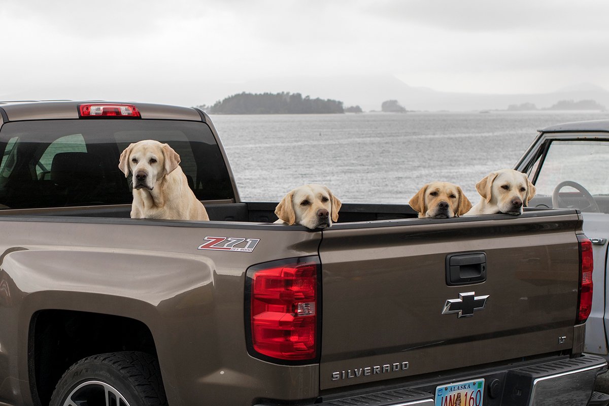 SeaMartSitka's tweet photo. This town is going to the dogs (AND WE LOVE IT!) Show us your furry friends, Sitka! https://t.co/R5simdYI2Q