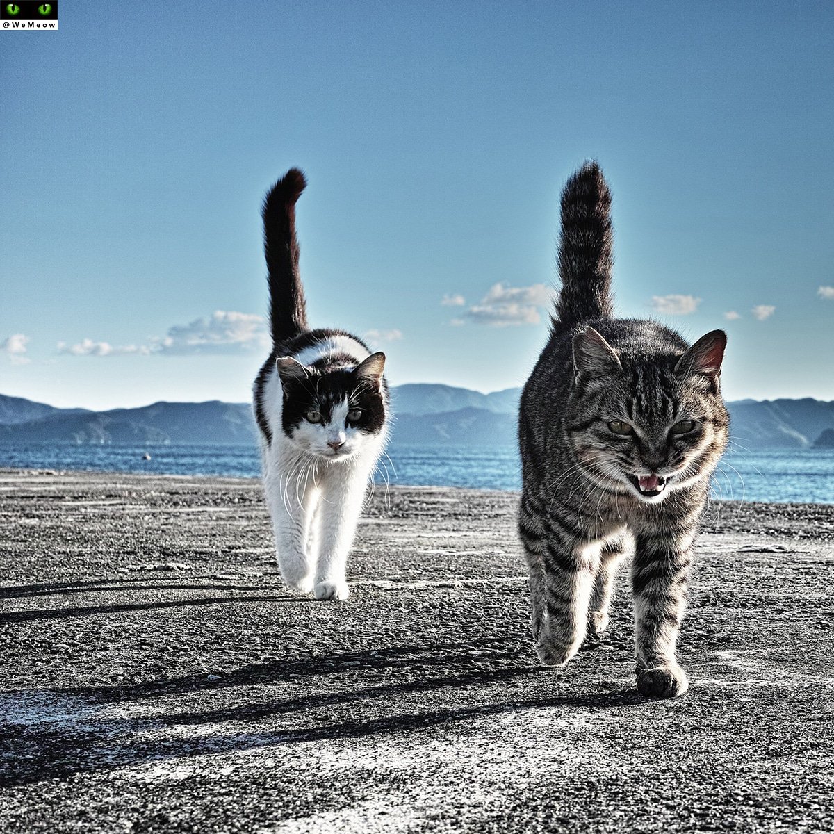 WeMeowOfficial's tweet photo. Tag a friend 😸😸😻
#cat #cats #wemeow #mycat #pet #kitten #cutecat #catlover #catoftheday #instapet #catlife #gatos #ilovecats #lazycat #ilovemycat #cateye #beautifulcat #awesomecat #nicecat #lovelycat #beautycat #homecat #catplaying #socute #adorable #catrelax #instacat #instal https://t.co/b7oblHGccI
