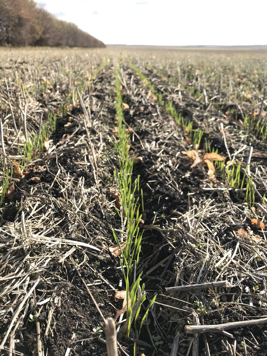 Our last two fields of Fall rye and winter triticale seeded Sept 6-7 have come up strong. Need some heat now #plant19