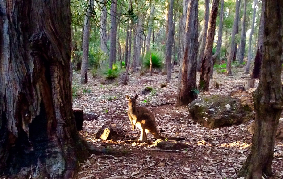jarrahdale1's tweet photo. Sun breaking through in the early morning at #Jarrahdale #western #australia #jarrah #forest #kangaroo #wildlife #woods #woodland #darlingrange #SepentineNationalPark #colinhabbott #colinhughabbott #MrAbbott #gumtrees ⁦@nobby15⁩ ⁦@Australia⁩ ⁦@bairdjulia⁩ ⁦ https://t.co/VDqBkJhElm