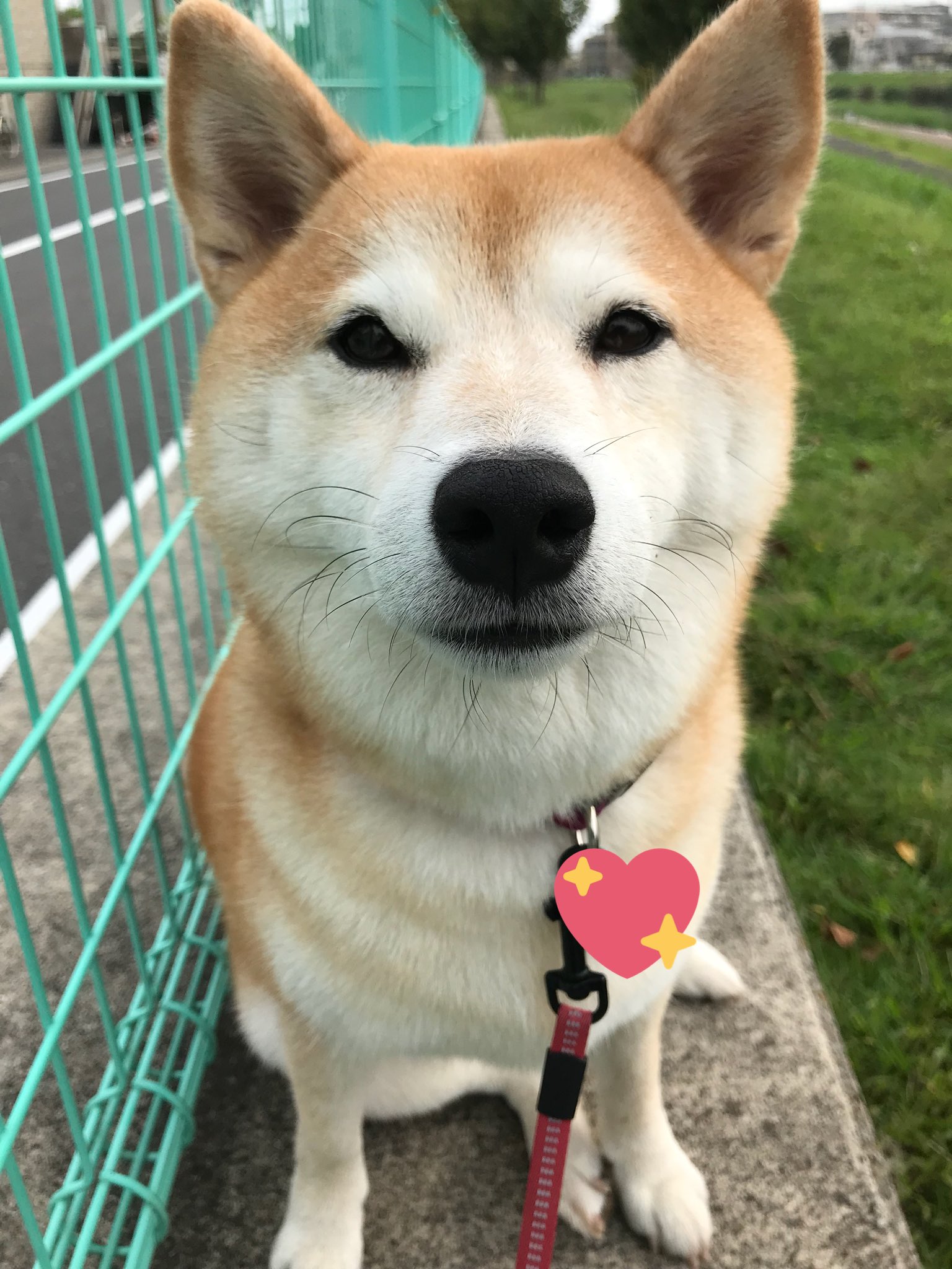柴犬のモモ Acジャパンの柴犬使ったcmで泣きました 柴犬 愛犬 犬 Shibainu Shibadog Cute Kawaii T Co P7dtghjn0x Twitter