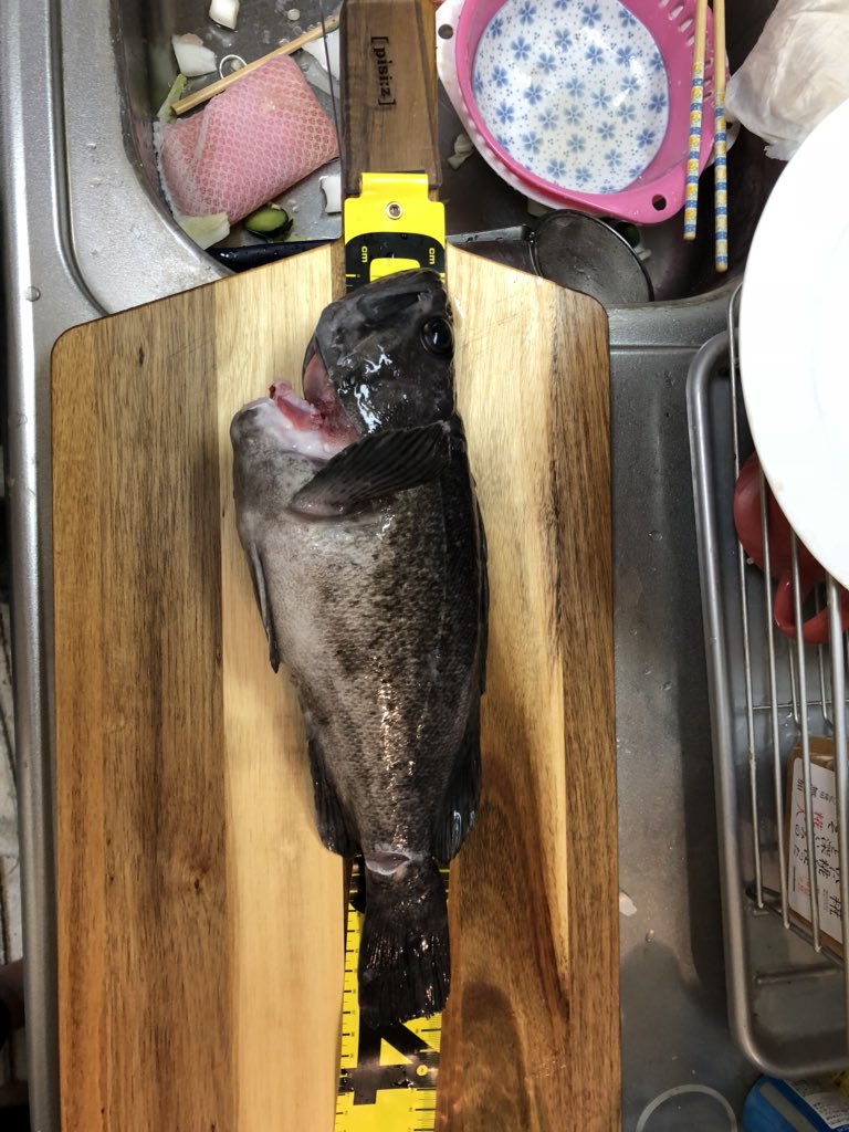 dote_1007's tweet photo. 日曜は久々の船行ってきました！
色々釣れて、夜は刺身パーティでした🤤🤤 https://t.co/eJUzgPe15m