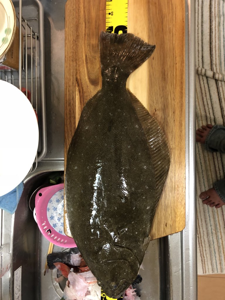 dote_1007's tweet photo. 日曜は久々の船行ってきました！
色々釣れて、夜は刺身パーティでした🤤🤤 https://t.co/eJUzgPe15m