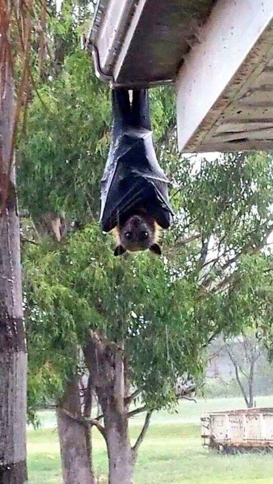 Hermann M'VOUALA on Twitter: "Aux #Philippines, tu peux trouver ceci