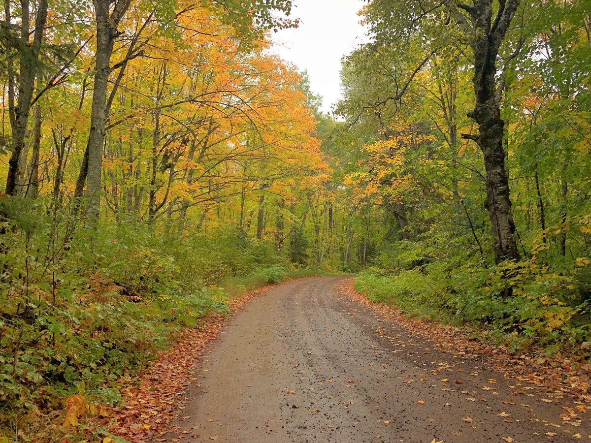 Bluefin_Bay's tweet image. Even on a cool rainy day, you can enjoy the fall colors with a fall color drive on the Honeymoon Trail loop.
🍁This week's Fall Color Report is out!
Find it here&amp;gt;&amp;gt;&amp;gt;  buff.ly/2NzhwNc
#onlyinmn #fallcolors #fallcolordrive #Minnesotafall #donorthmn