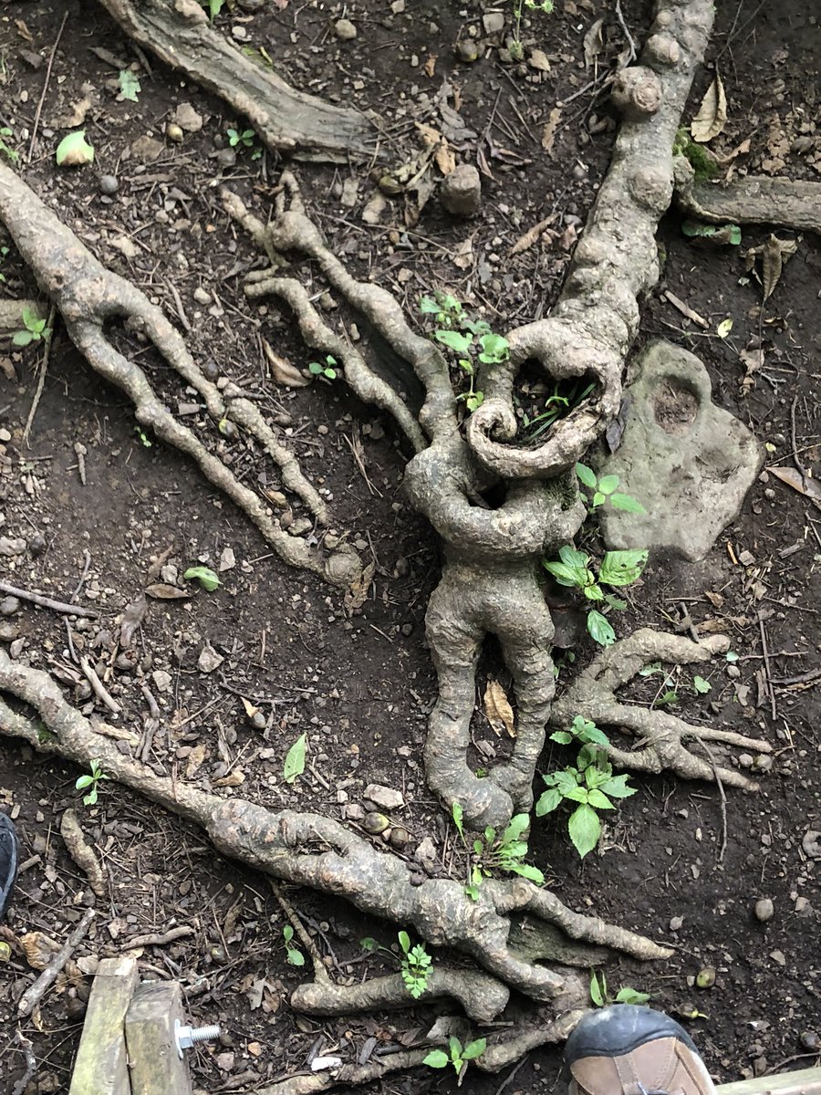 Elizabeth Wildman tweet media