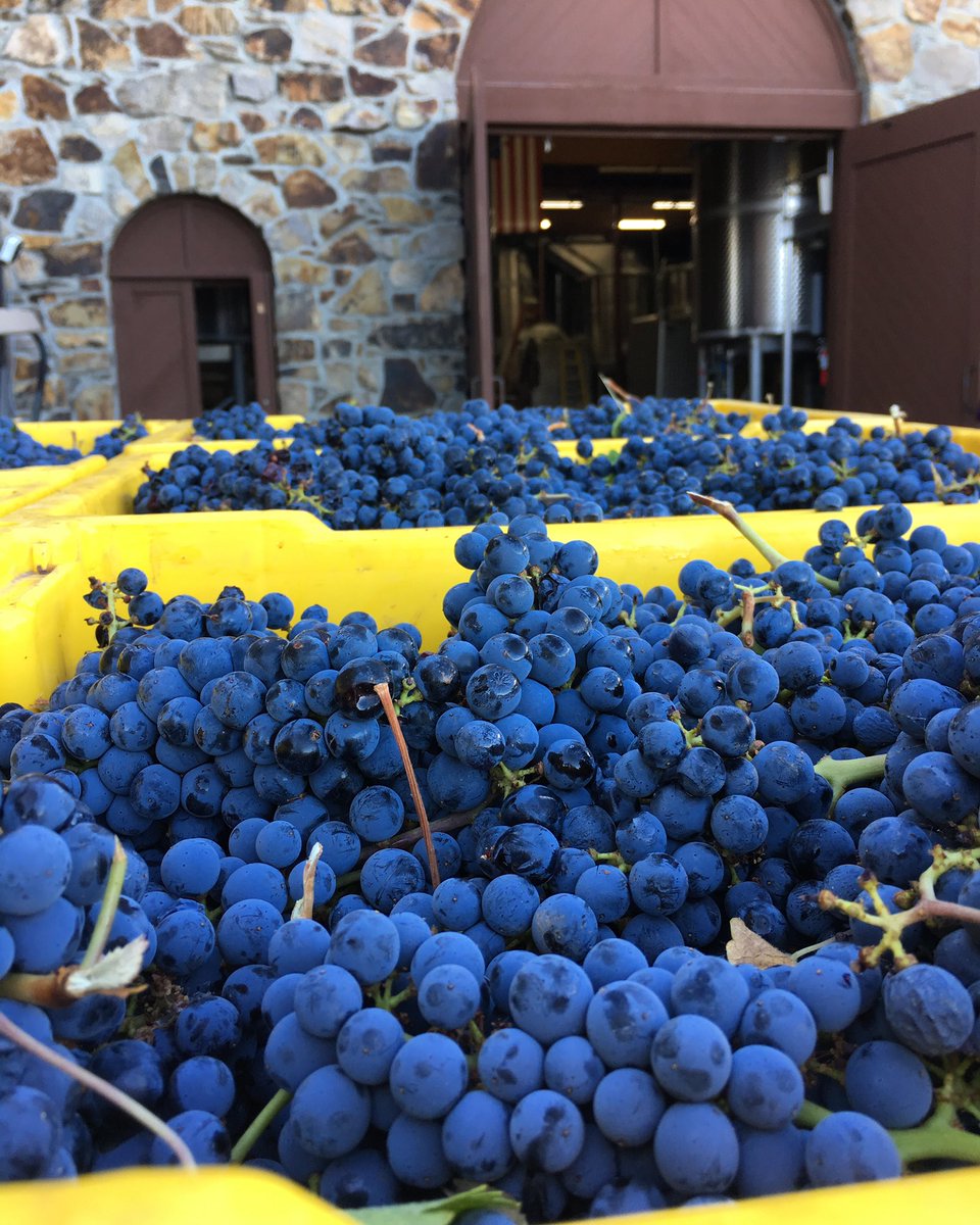 And so it begins. This morning we kicked-off harvest for the 2018 vintage in the Van Z Vineyard located in St. Helena 🍇 #NapaHarvest