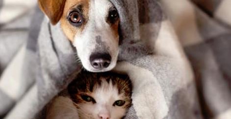 LongevityNH's tweet image. Have you ever wondered if weighted blankets exist specifically for pets? This website gives a good rundown on whether or not they are appropriate for them. petmd.com/dog/general-he…