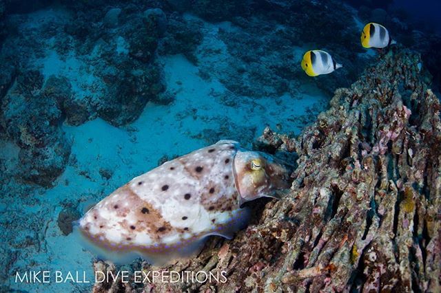 A cuttlefish laying her eggs in the reef! #exploreTNQ #thisisqueensland #thisismyparadise #seeaustralia #experienceoz #canonaustralia

<a href="/australia/">Australia</a> <a href="/queensland/">Queensland Australia</a> @tropicalnorthqueensland <a href="/canonaustralia/">Canon Australia</a>
>>>>>>>>>>
Find me on Facebook as Islandjems Imagery an… ift.tt/2OPG94X