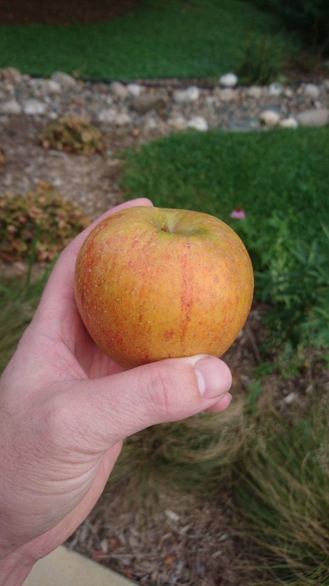 Coddling moth, apple maggot, and plum curculios conquered. My first #Rubinette apple has ripened.