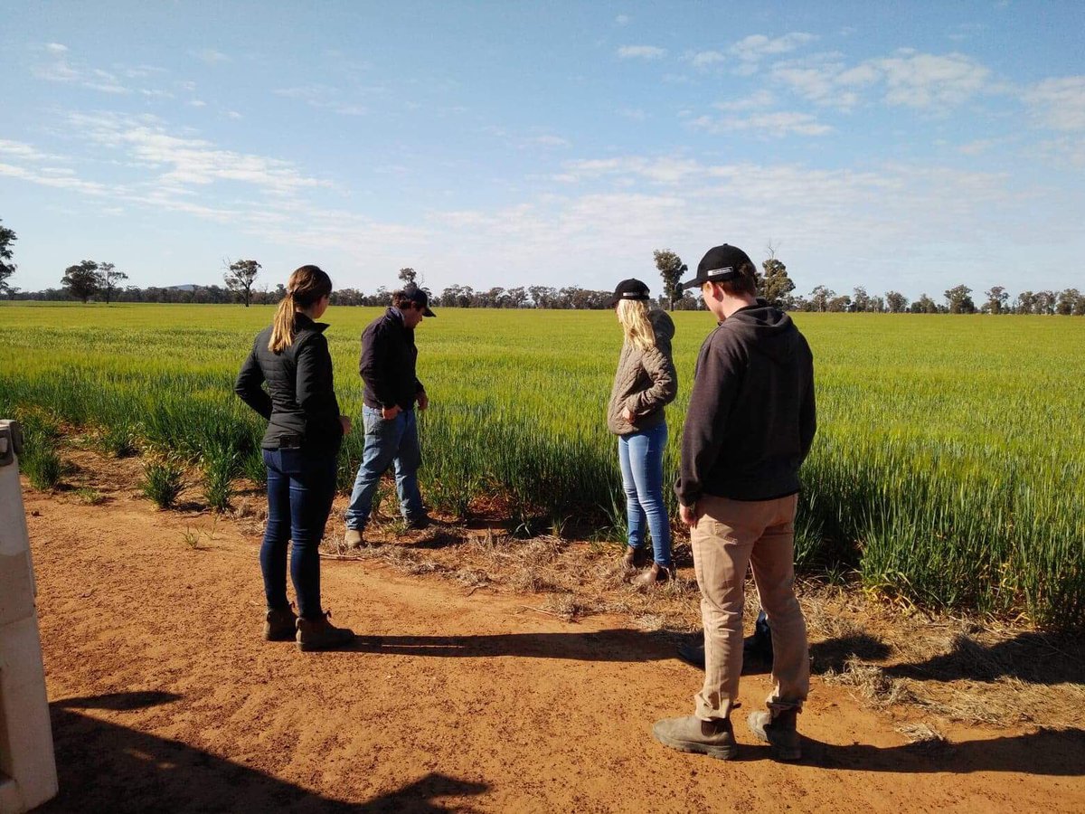 TristanClarke20's tweet photo. Farm visit to “Borambil” in NSW. Part of the Lawson grains enterprise a 8500 HA property looking at a pretty dry and frost affected year. With @GraceLamont3 @JordanneMedlen @MichaelaHendry @Jamesfr04335785. Looking forward to our competition starting this arvo ! @theCCDM https://t.co/cx9M4J6dAh