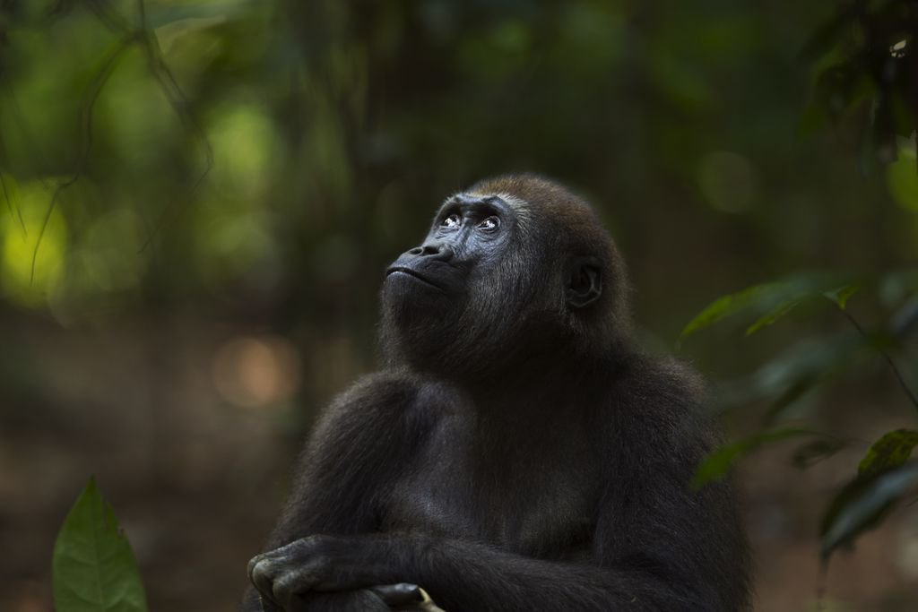 bioGraphic on Twitter "For WorldGorillaDay, journey deep into the