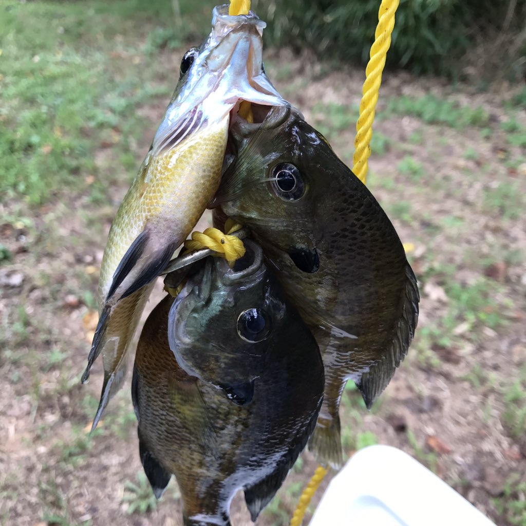 real88caprice's tweet photo. Taught the kids to catch, clean, and fry #fish! They did it all and enjoyed the fruits of our labor. A great #farmtotable experience.
#basicdadstuff https://t.co/tSN566FW24