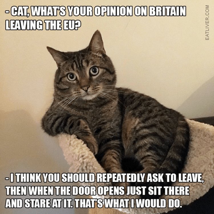 life_of_hendrix's tweet photo. #brexit #catsays #ukpolitics https://t.co/ro5WlXeIVp