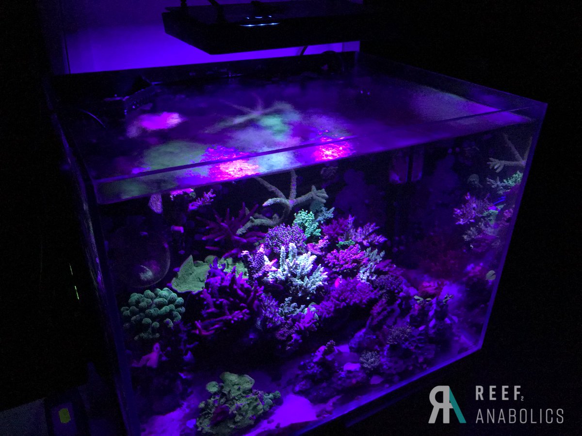 Reefanabolics's tweet image. Fuelled by #reefanabolics 
Photos courtesy of Robert James D

The Nano life 💫🌈
#bintank #cubetank #nanoreef #instareef #reeftank #corals #coral #saltwateraquarium #saltwatertank #fishtank #aquarium #reefcandy #allmymoneygoestocoral #reef2reef #reefbuilders #eatsleepreef