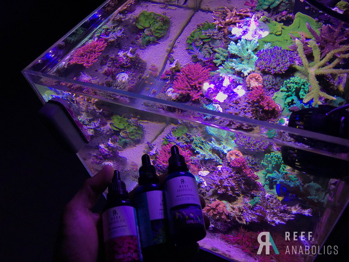 Reefanabolics's tweet image. Fuelled by #reefanabolics 
Photos courtesy of Robert James D

The Nano life 💫🌈
#bintank #cubetank #nanoreef #instareef #reeftank #corals #coral #saltwateraquarium #saltwatertank #fishtank #aquarium #reefcandy #allmymoneygoestocoral #reef2reef #reefbuilders #eatsleepreef