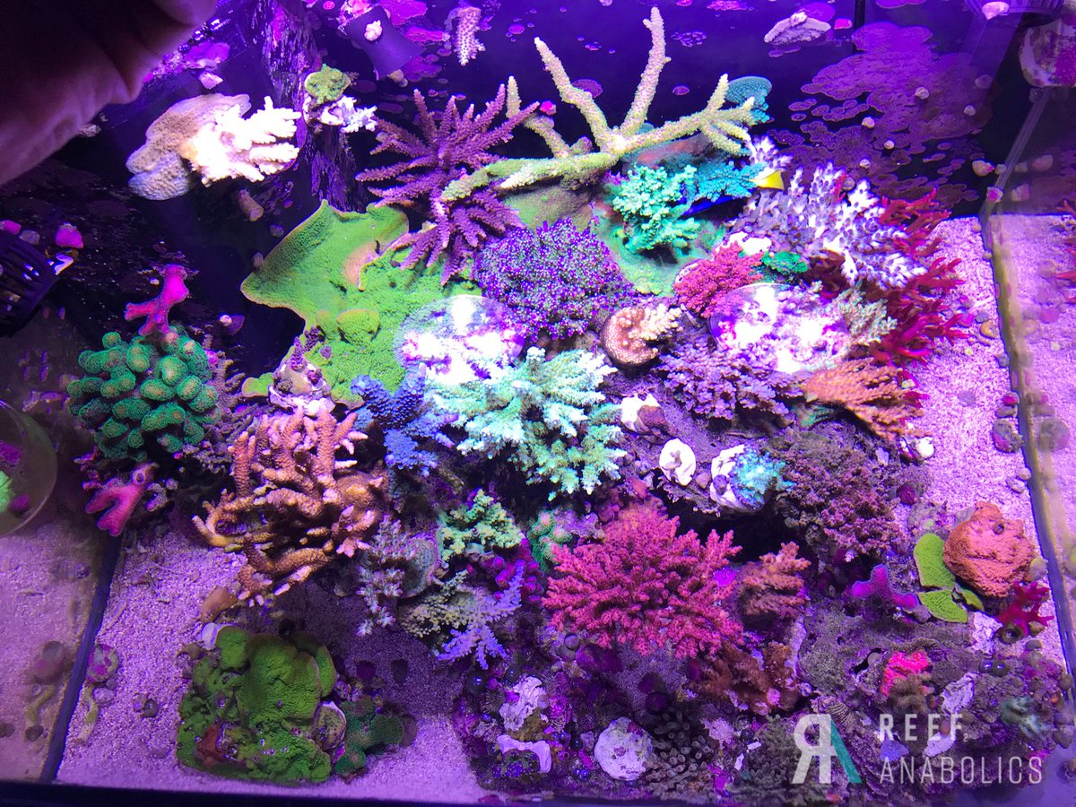 Reefanabolics's tweet image. Fuelled by #reefanabolics 
Photos courtesy of Robert James D

The Nano life 💫🌈
#bintank #cubetank #nanoreef #instareef #reeftank #corals #coral #saltwateraquarium #saltwatertank #fishtank #aquarium #reefcandy #allmymoneygoestocoral #reef2reef #reefbuilders #eatsleepreef