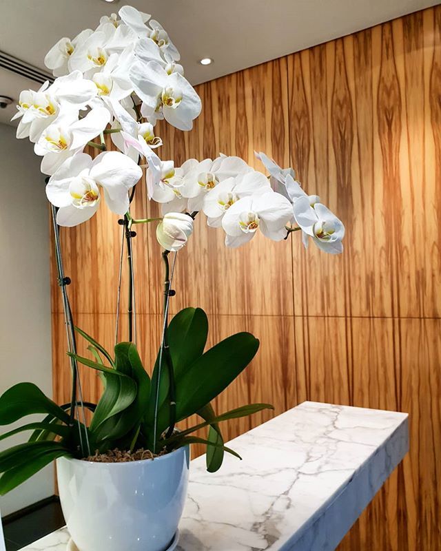 Looking at orchids always manages to brighten up my mood. 😊👍
.
.
#orchidsofinstagram #orchids #orchid #orchidlover #fave #favoriteflower #floral #floraldisplay #beautifyyourworld #instamood #instagood #instaorchid #instaflower #flowers #flowerstagram #taketimetosmelltheflowe…
