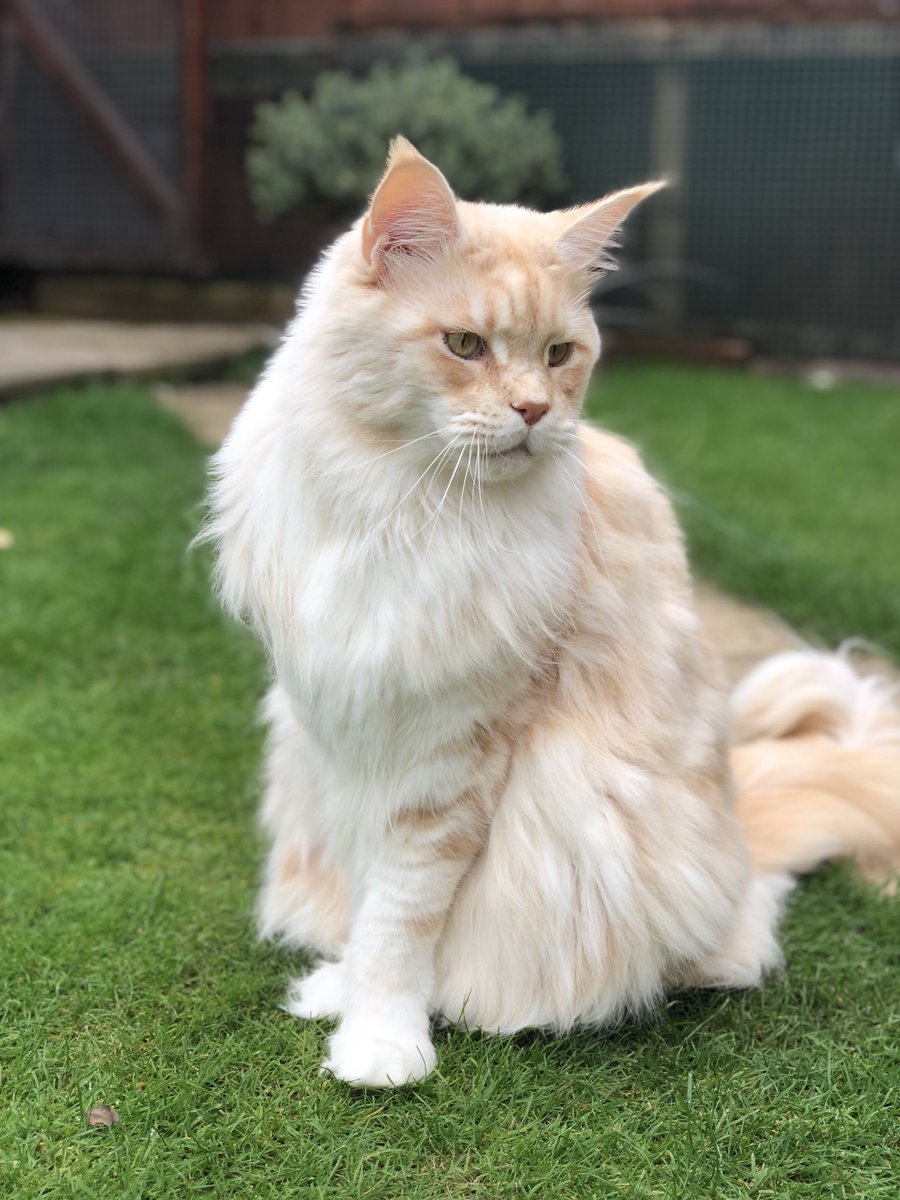 sarah1519741's tweet photo. UK OSIGRPR Isadoryou Phoenix #MaineCoon #BIGPink #redsilver https://t.co/cMV3pRTTCR