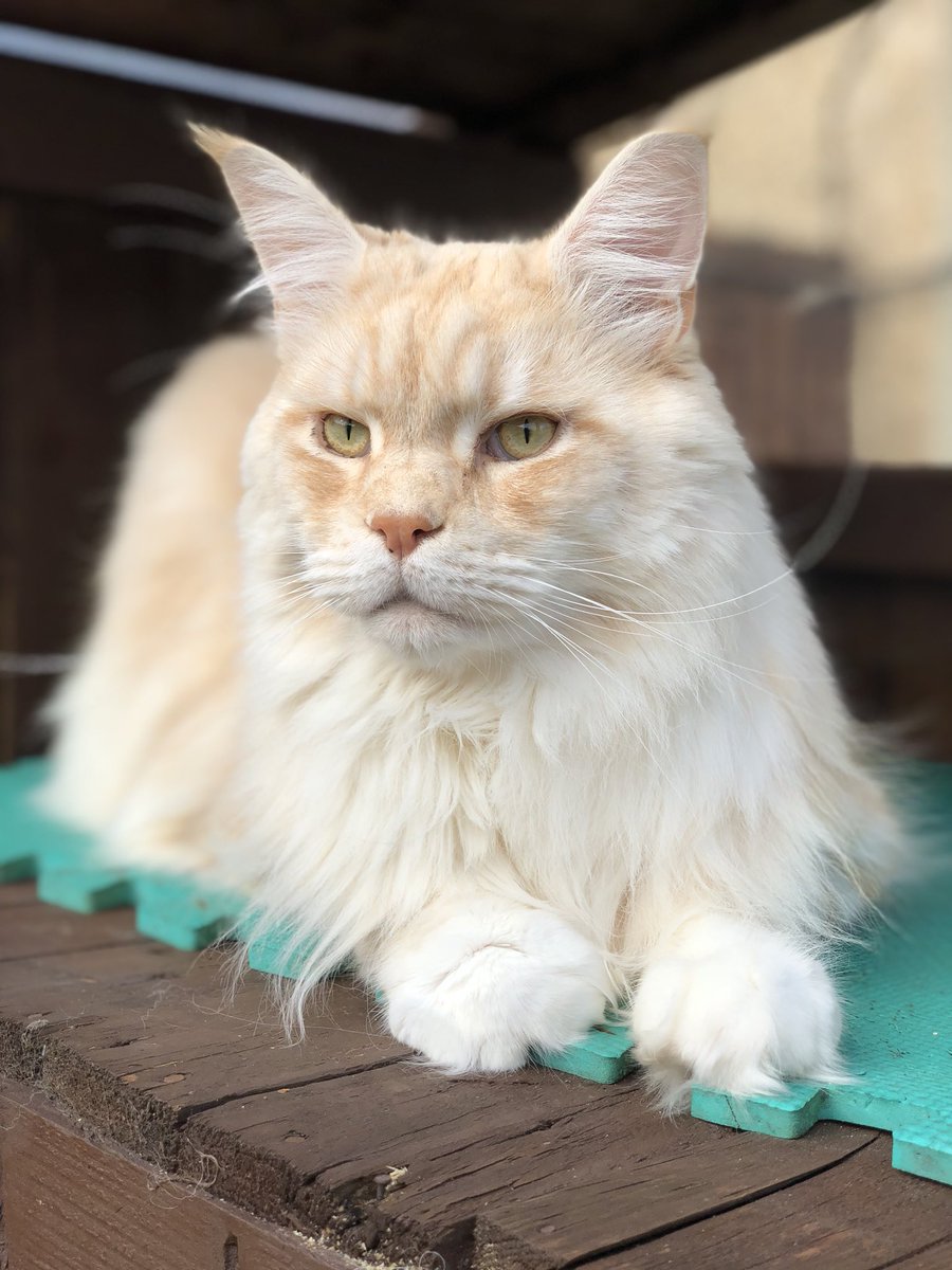 sarah1519741's tweet photo. UK OSIGRPR Isadoryou Phoenix #MaineCoon #BIGPink #redsilver https://t.co/cMV3pRTTCR