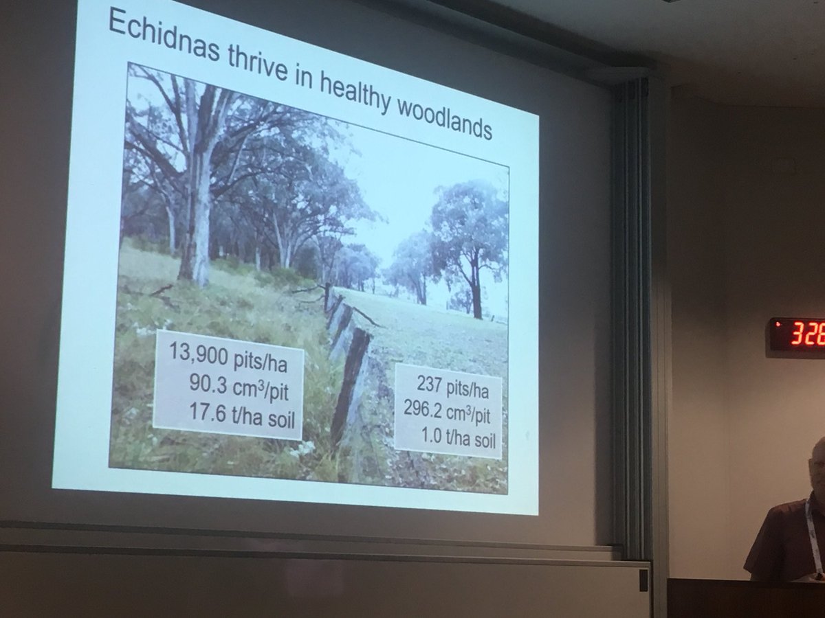 Constructing artificial echidna pit diggings - traps more leaf litter, seeds and soil turnover @DJ_Eldridge #SERA2018 #ecoengineers