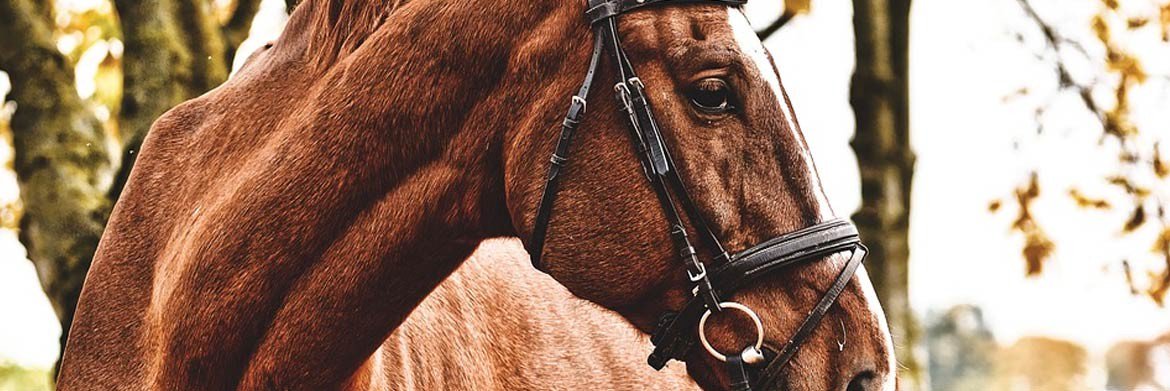 AlexDMarketer's tweet photo. [Blog]Equestrian Essentials: How to Protect Your Tack from Wear and Tear?
https://t.co/pY8pANkNJz
#equestrian #equestrianessentials #horsehealthtips #horseequipment #blog #UK https://t.co/e7OKbq08yi