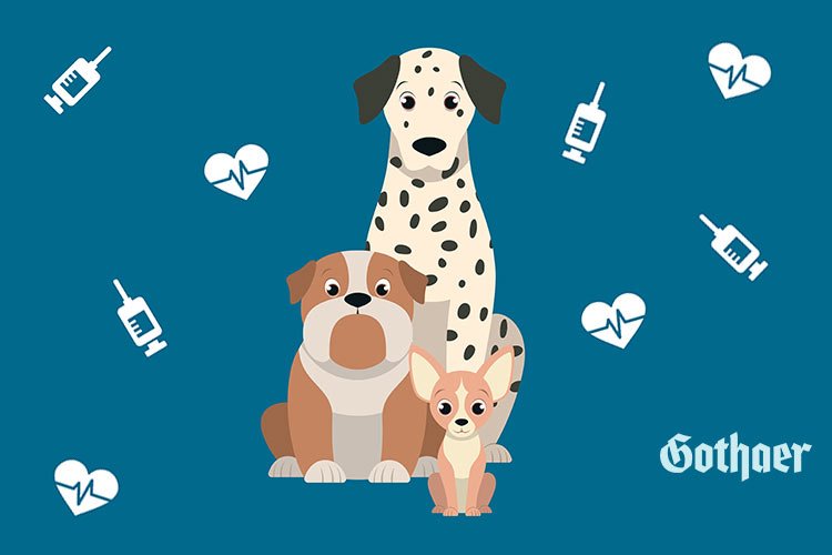 #Tierkrankenversicherung für den #Hund. Hier steht, wann sich ein #Versicherungsschutz lohnt: bit.ly/2xDiqhJ #Tiere #Tierhalter #Tierarzt #dog #pet