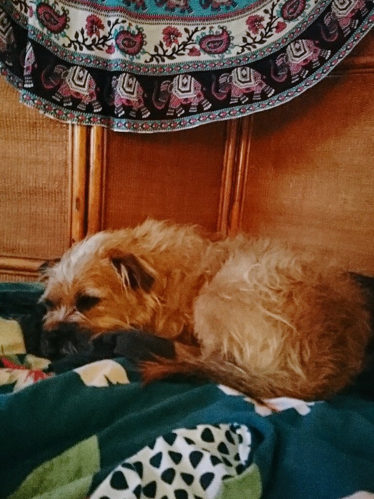 Poppy_MindDogAU's tweet photo. In this light, I'm nearly able to blend into the background π§ββοΈ lol
#CammoDog #GoldenGirl #YouCantSeeMe #BTPosse #BorderTerrier #Camouflage #Scruffybum #BorderTerriersAreTheBest https://t.co/jP6Erq13dd